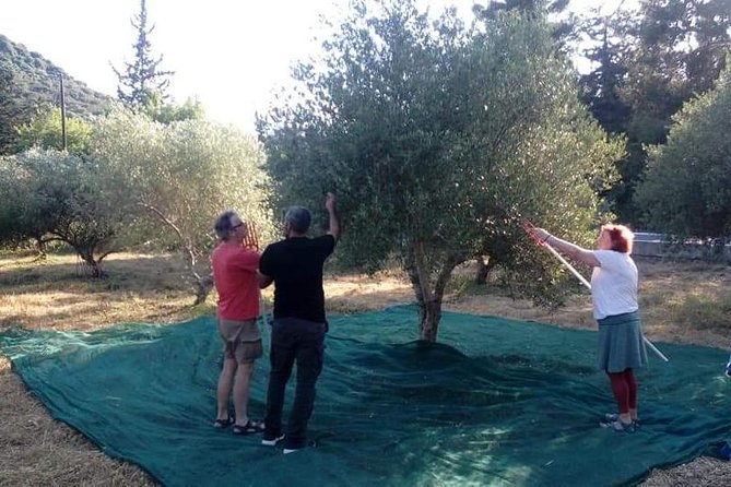 Half-Day Georgioupolis Off-Road Adventure with Meal - Kanakis Olive Oil Mill: What You Learn and Taste