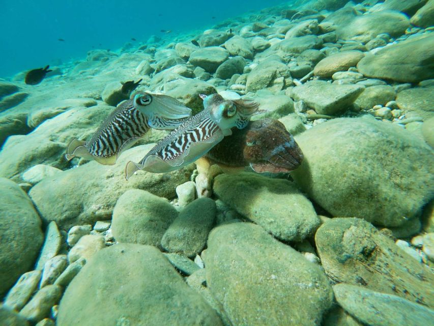 Heraklion: Beginner-Friendly Snorkeling Trip - Your personal instructor: the difference between fun and frustration