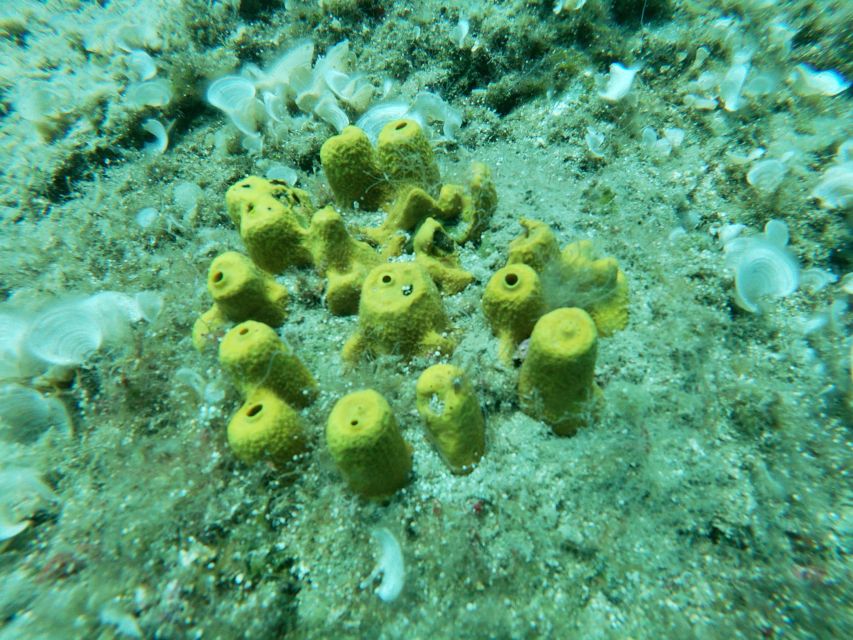 Heraklion: Beginner-Friendly Snorkeling Trip - Price vs. what you’re paying for (the real value math)