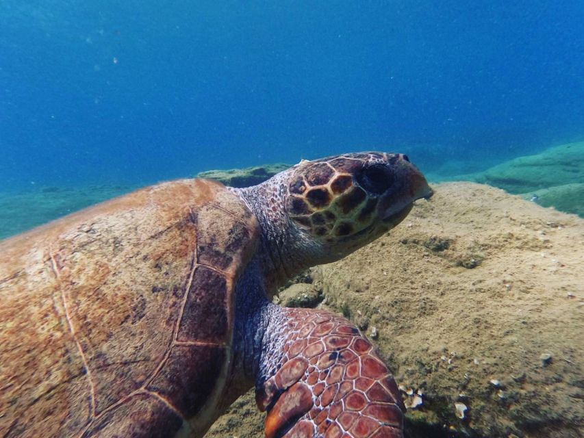 Heraklion: Beginner's intro dive w/2 Dives with transfer. - Agia Pelagia Is the Right Playground for Your First SSI Course