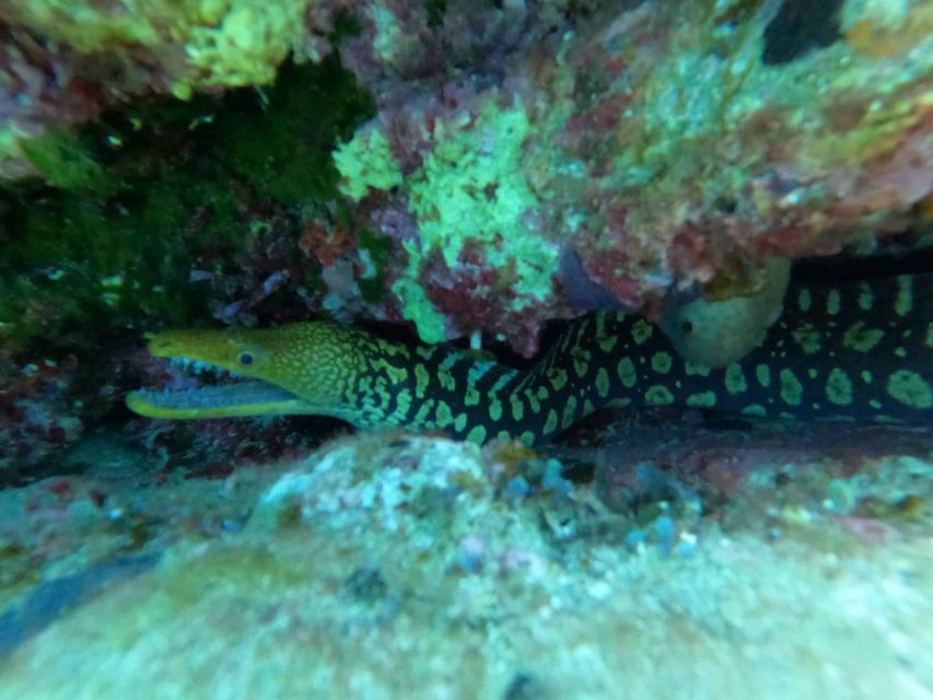 Heraklion: Beginner's intro dive w/2 Dives with transfer. - Gear and Equipment: You Show Up, They Handle the Rest