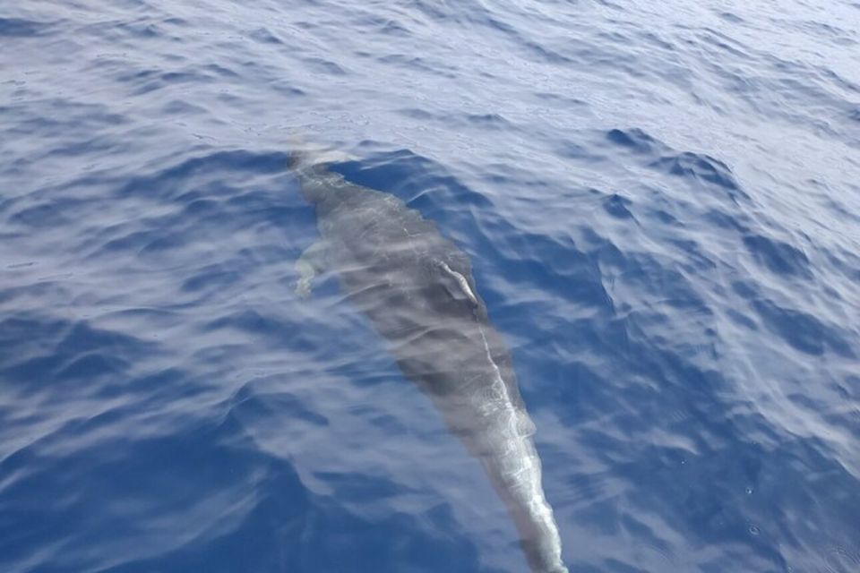 Heraklion: Nature Reserve Dia Island Full-Day Cruise & Lunch - Dia Island: what this cruise really is
