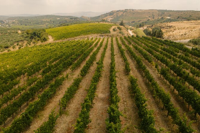 Heraklion Private Half-Day Gastronomy Diaries Experience in Lyrarakis Winery - Vineyard walk with Kiki: learning grapes, ripening, and pruning