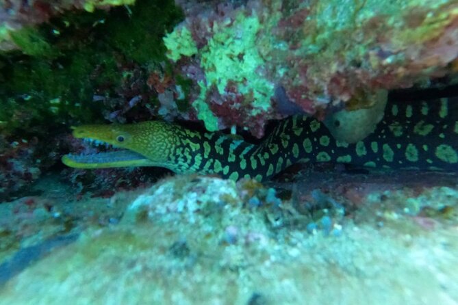 Heraklion: Scuba Diving Experience for Beginners - What you do underwater: signals, breathing, feeding fish, and spotting sea life