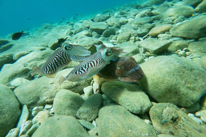 Heraklion: Scuba Diving Experience for Beginners - Group size, guide style, and what the vibe feels like