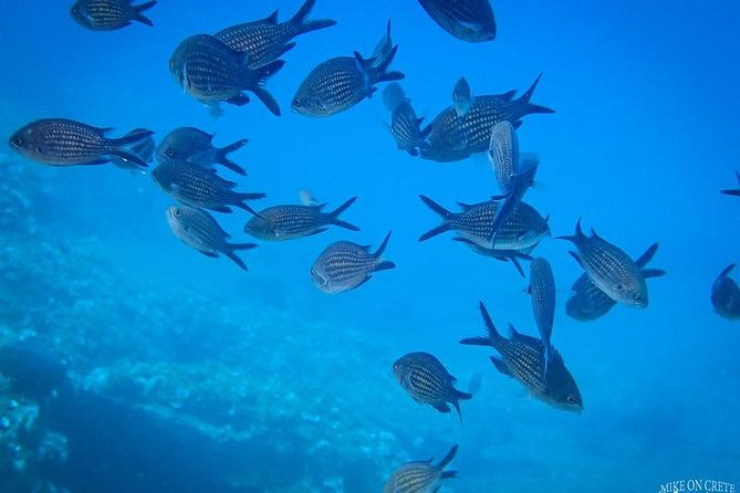 Heraklion: Scuba Diving Experience for First-Timers - Sea Life at Ligaria: What You’re Really Seeing