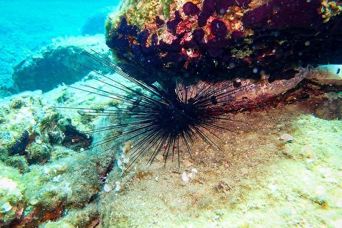 Heraklion: Scuba Diving Experience for First-Timers - Small Group Size (Max 6) and English Instruction