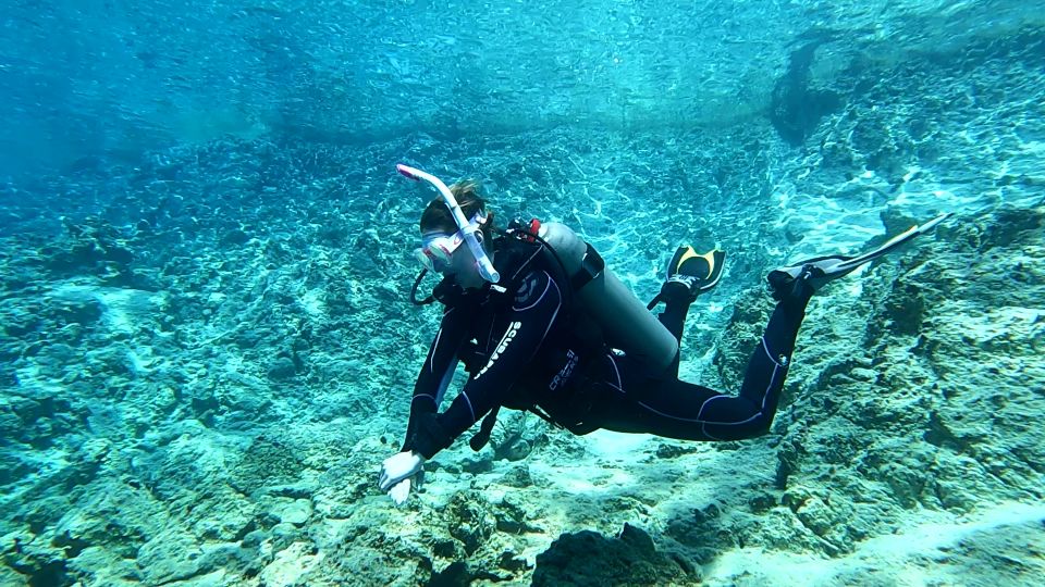 Heraklion: Try Scuba Diving For Beginners (1 dive) - Who You’ll See Underwater: Fish, Corals, and Surprise Encounters