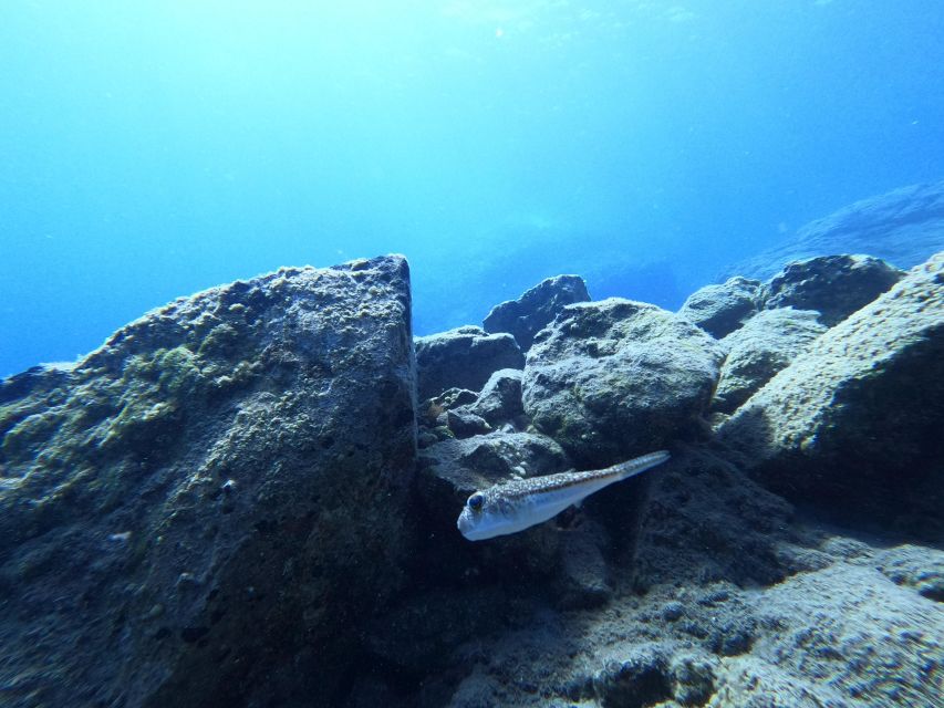 Heraklion: Try Scuba Diving For Beginners (1 dive) - Gear, Pickup, and Small-Group Comfort