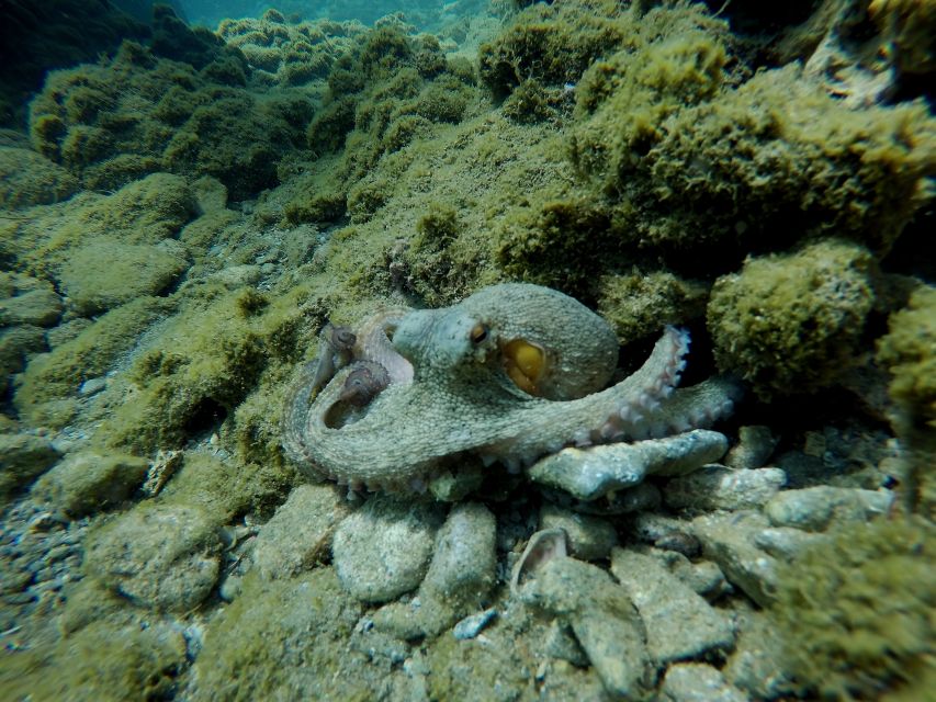 Heraklion: Try Scuba Diving For Beginners (1 dive) - Price and Value: Is $116 Fair for One Underwater Session?