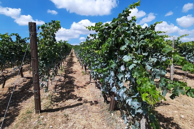 Heraklion wine tour & Cretan meze lunch - Price and value: is $228.30 per person a fair deal?