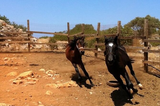 HORSE RIDING 1.5 hours mountains from area Hersonissos CRETE - Getting on the saddle: the riding school setup