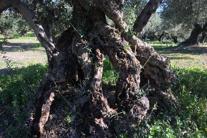 In Crete Discover the miracle of Olive Oil and Organic Fruits - Vamos: Modern Olive Oil Factory and the Tasting That Starts the Day