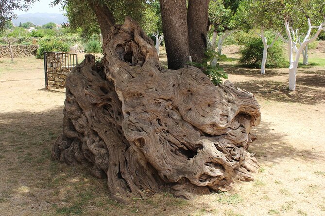 In Crete Discover the miracle of Olive Oil and Organic Fruits - Kalyves Private Fruit and Olive Tree Farm: Pick Fruit, Meet a Farmer