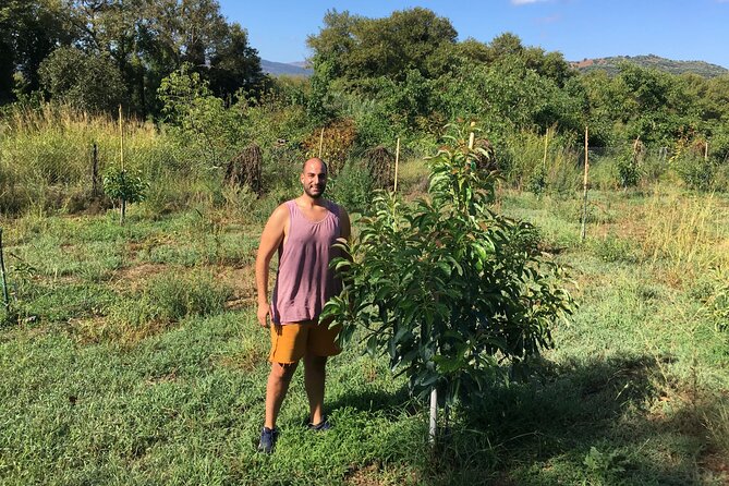 In Crete Discover the miracle of Olive Oil and Organic Fruits - Tsivaras and the Possible Oldest Olive Tree: Touching a 2,500-Year Story