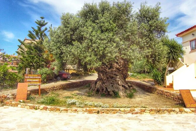 In Crete Discover the miracle of Olive Oil and Organic Fruits - Riverside Break in Vryses and the Malaxa View Stops