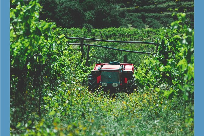 Knossos Wine & More - Who Should Book Knossos Wine & More?