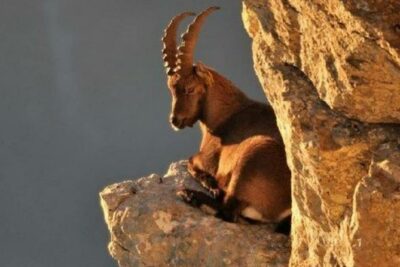 Lasithi –Plateau Traditional Vilages - Stop 2: Katharo Plateau at 1,250m and the Dwarf Hippopotamus Clue