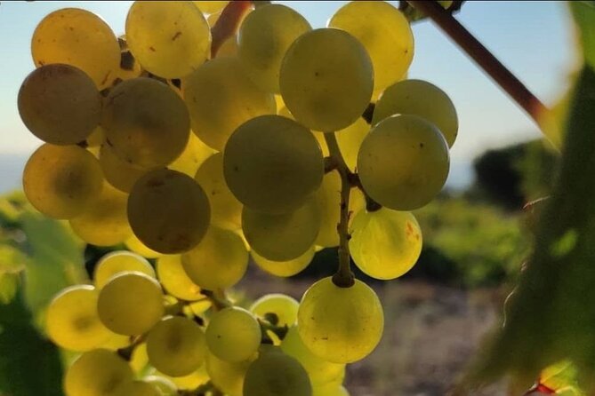 LUXURY PRIVATE Wine Tasting in CRETE (also for CRUISE SHIPS) - Price and Value: Is $197.06 a Good Deal?