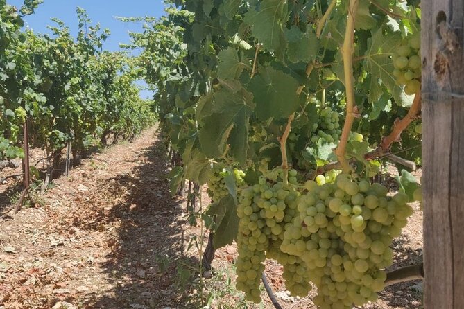 LUXURY PRIVATE Wine Tasting in CRETE (also for CRUISE SHIPS) - Weather Reality on Crete: All-Weather Operations, Still Watch the Forecast