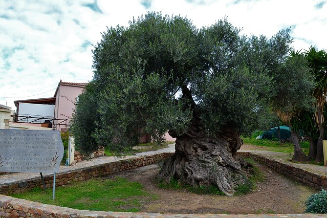 Monastery - Ancient Olive tree & Museum-Cretan Brewery Private Tour from Chania - Quick hits for this Chania monastery, olive tree, and brewery tour