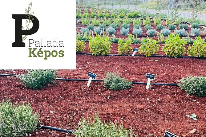 Pallada Semi-Private Olive Oil Tours in Sternes, Chania - Cretan Dakos and olive oil: the food part you’ll remember