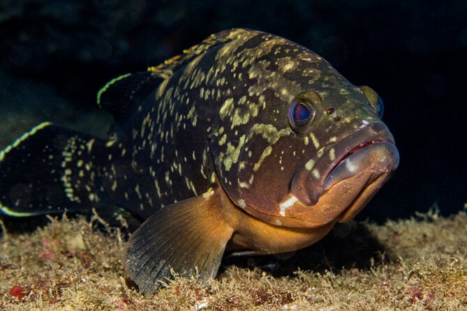 Plakias: Try Scuba Diving first time - Private, from 8 yrs. - Equipment, Water, and What’s Included (and Why That’s Good)
