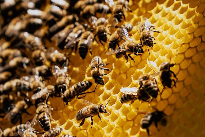 Pottery - Honey & Olive Oil experience - Price and Value: What You’re Paying For (and Why It Can Make Sense)