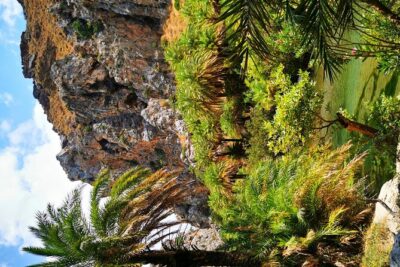 Preveli Beach & Palm Forest :Full-Day Tour with Lunch Box - Preveli Palm Forest: River of Preveli and those dramatic springs
