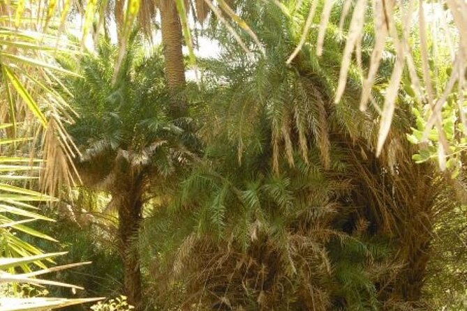 Preveli palm Beach & Damnoni Excursion - Preveli Palm Beach: river walk, swim breaks, and the €11 cost