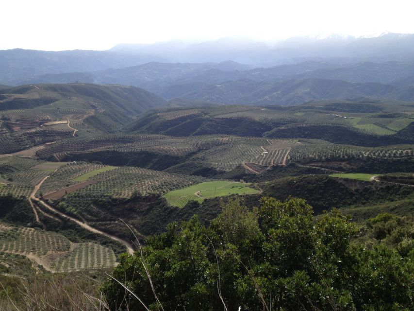 Private Exclusive Manousakis Winery and Vineyard Tour - Off-road vineyard touring: the thrill comes with rules