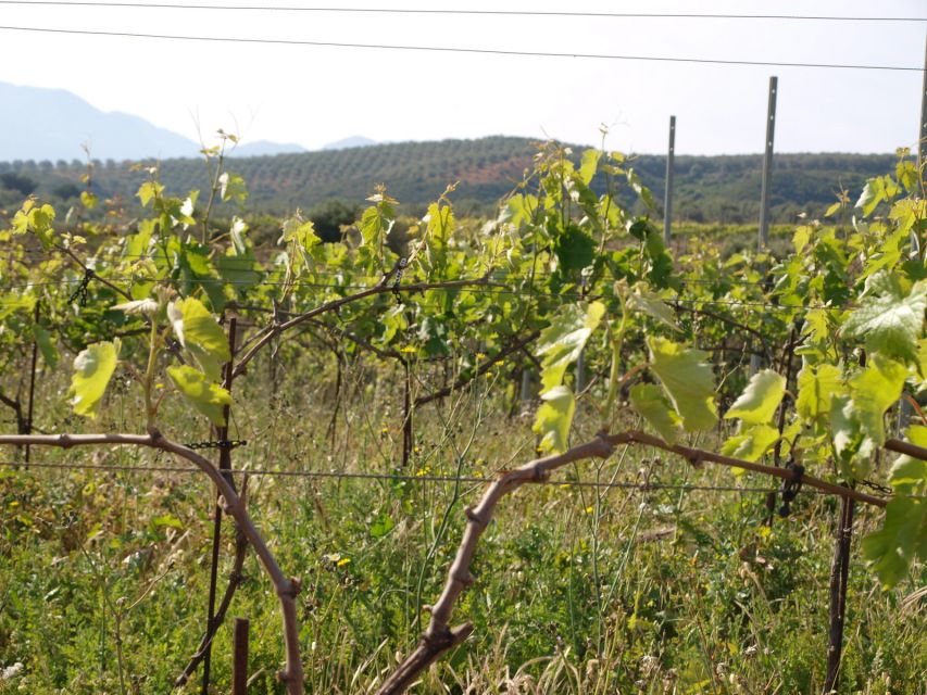 Private Exclusive Manousakis Winery and Vineyard Tour - Timing, distance, and the return to your hotel