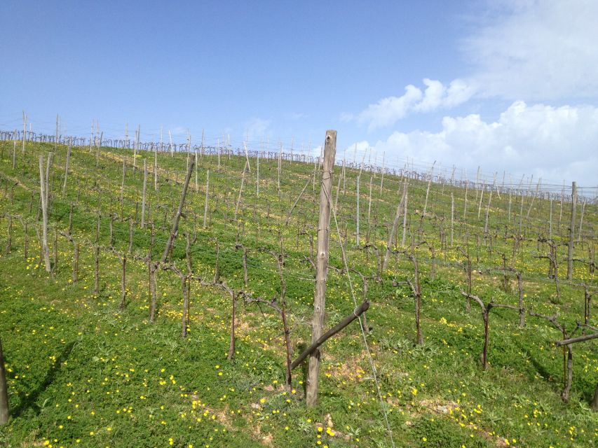 Private Exclusive Manousakis Winery and Vineyard Tour - What to bring (and what to skip) so the day stays comfortable