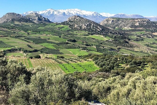 Private Tour: Soap, Olive Oil & Lyrarakis Winery with Lunch - What you actually taste: house wines, olive oil, and cheese