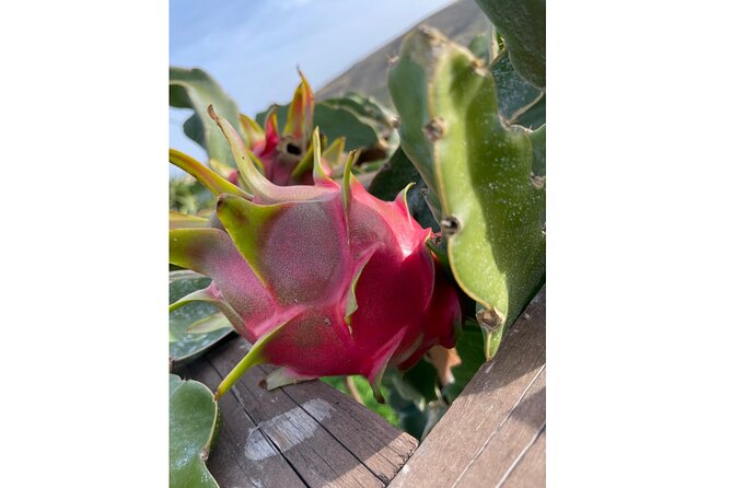 Private Traditional Olive Grove and Dragon Fruit Farm Tour - Key highlights you should care about