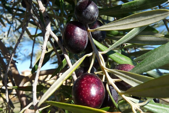 Private Traditional Olive Grove and Dragon Fruit Farm Tour - The 2-hour rhythm: how to plan your day