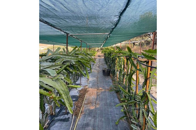 Private Traditional Olive Grove and Dragon Fruit Farm Tour - The terrace tasting: why the food is the real itinerary