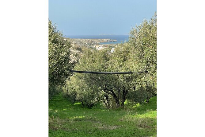 Private Traditional Olive Grove and Dragon Fruit Farm Tour - Who this private olive grove and dragon fruit tour fits best