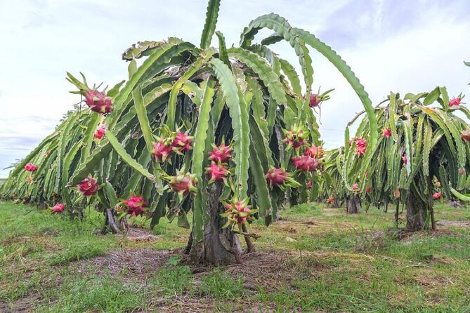 Private Traditional Olive Grove and Dragon Fruit Farm Tour - Should you book? My take