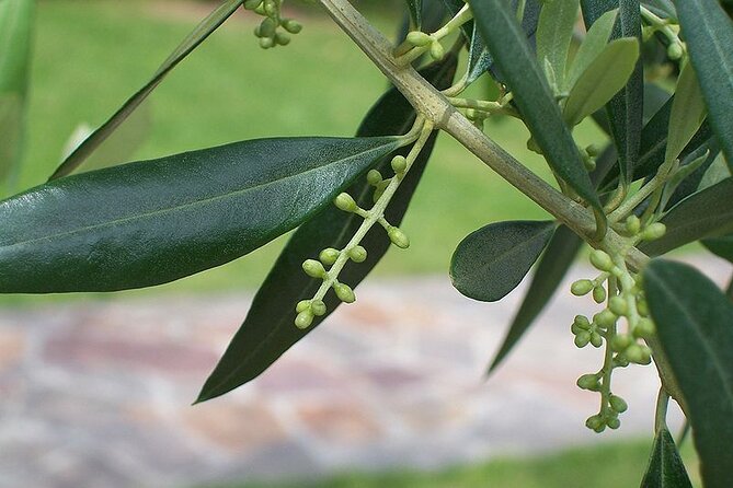 Private Traditional Olive Grove and Dragon Fruit Farm Tour - What you’ll actually see: olives, snails, and dragon fruit
