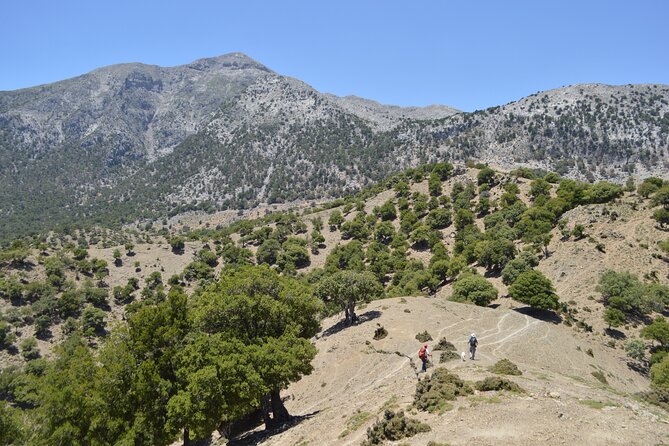 Private Trekking Rouvas Gorge - Stop at Rouvas Forest: The Switch From Water to Holly Shade