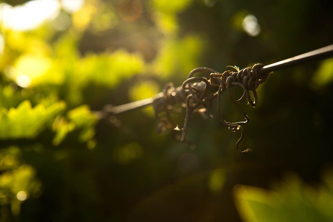 Private Wine Tour at Peza Valley - 2 Wineries and Lunch at Peza - What You Really Get for $335: Two Tastings and Lunch