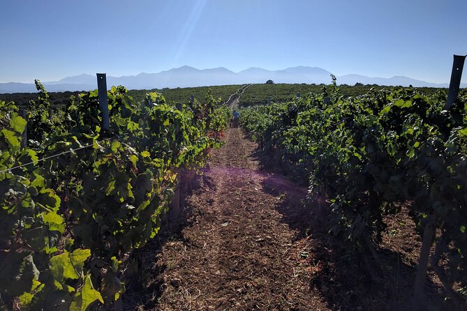 Private Wine Tour at Peza Valley - 2 Wineries and Lunch at Peza - Lunch at Peteinos Alaniaris in Peza: Olive Oil, Raki, and Village Hospitality