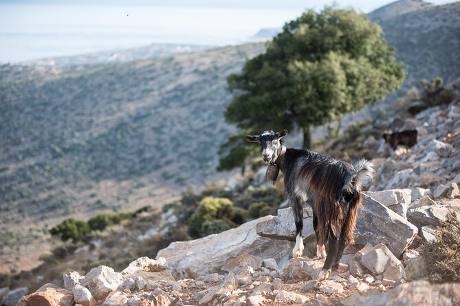 PRIVATE-Zeus Cave-Knossos-Olive oil Factory-Traditional Villages. - Lasithi Plateau: windmills, viewpoints, and Zeus Cave timing