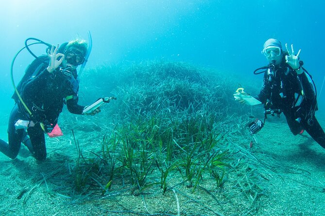 Research diving with a Marine Biologist in Crete - Key points to know before you go
