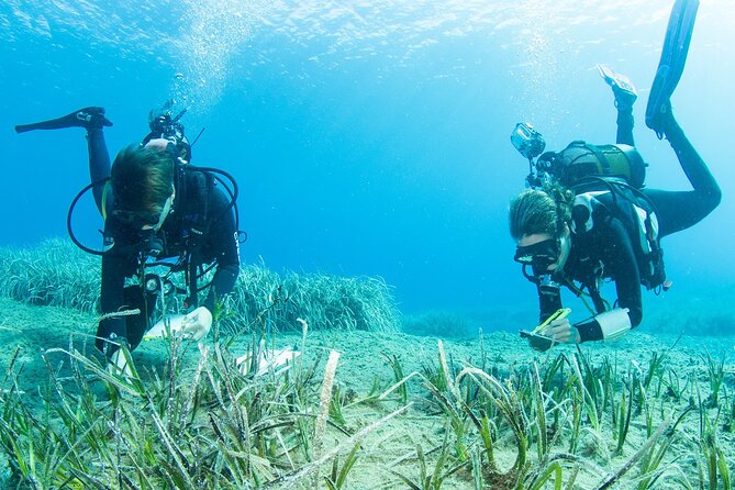 Research diving with a Marine Biologist in Crete - The small-group setup (max 4) and why it matters
