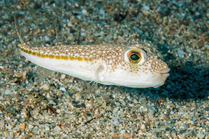 Research diving with a Marine Biologist in Crete - Stop 1: Souda Beach and your first habitat focus