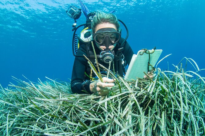 Research diving with a Marine Biologist in Crete - Stop 2: Plakias area and the second SCUBA session