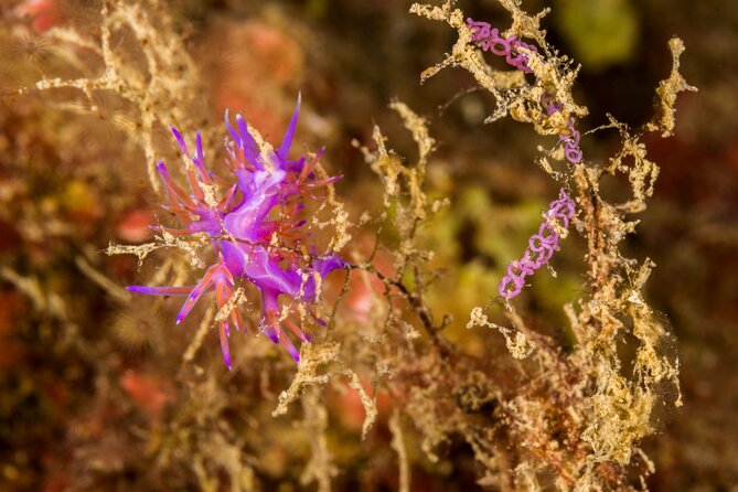 Research diving with a Marine Biologist in Crete - Citizen-scientist data collection: how you contribute