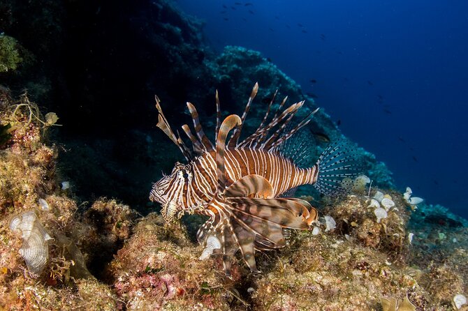 Research diving with a Marine Biologist in Crete - Your day at a glance: timing, structure, and what you’ll do